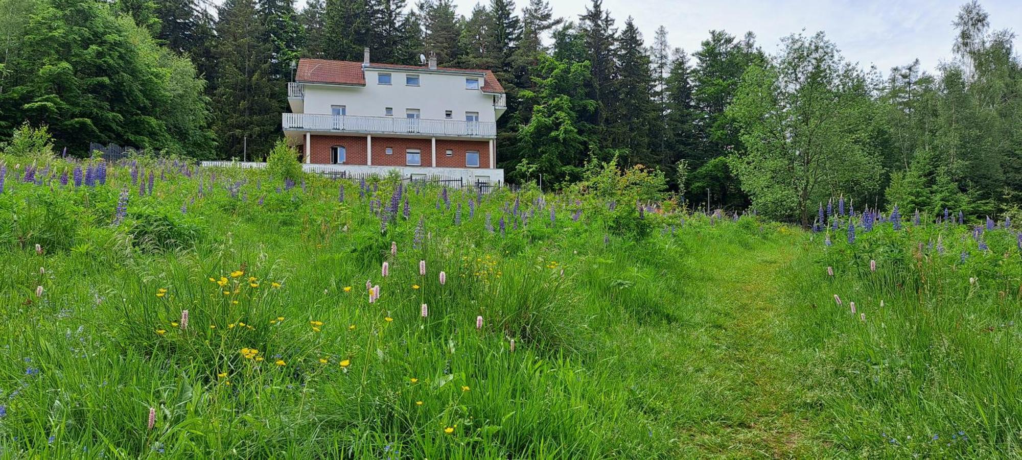 Gorskie Zacisze Bed and Breakfast Borowice Eksteriør billede